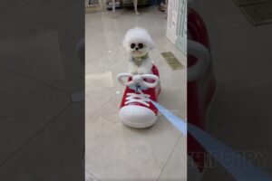 cute puppies funny moment cute overload ❤️#hellomochi #dog #bichon