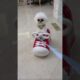 cute puppies funny moment cute overload ❤️#hellomochi #dog #bichon