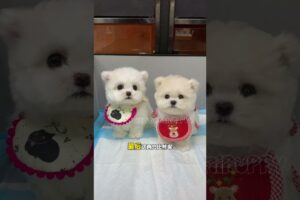 cute puppies funny moment cute overload ❤️#hellomochi #dog #bichon