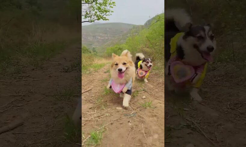 So Cutest- Puppies So Cute #pupppupp #cute #dog #tiktok #tiktokvideo #youtubeshorts #youtubepremium