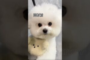 cute puppies funny moment cute overload ❤️#hellomochi #dog #bichon