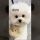 cute puppies funny moment cute overload ❤️#hellomochi #dog #bichon