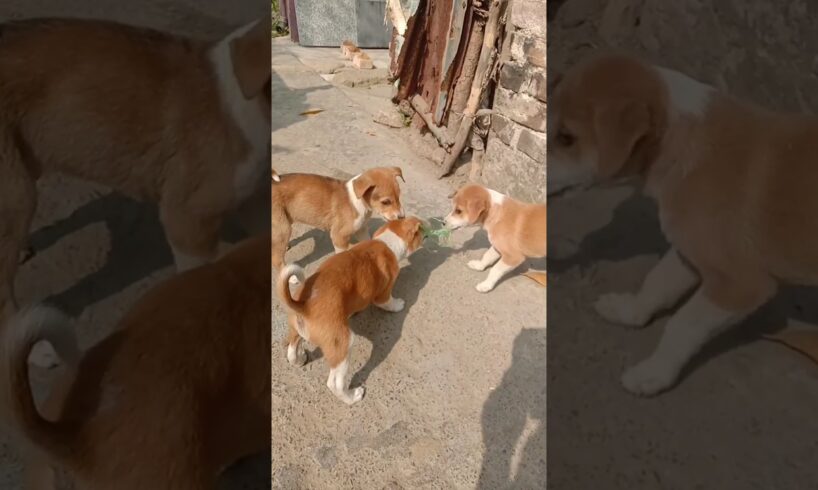 Cutest puppies in the world ❤️🐕🐕#shorts#doglover  #dog short#jupiter#puppy 🐕❤️❤️