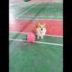 Cute Puppies 🥰♥ super funny Corgi ♥ #shorts #2025