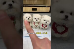 cute puppies funny moment cute overload ❤️#hellomochi #dog #bichon