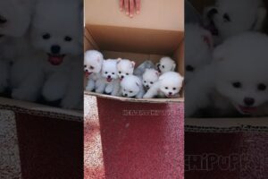 cute puppies funny moment cute overload ❤️#hellomochi #dog #bichon