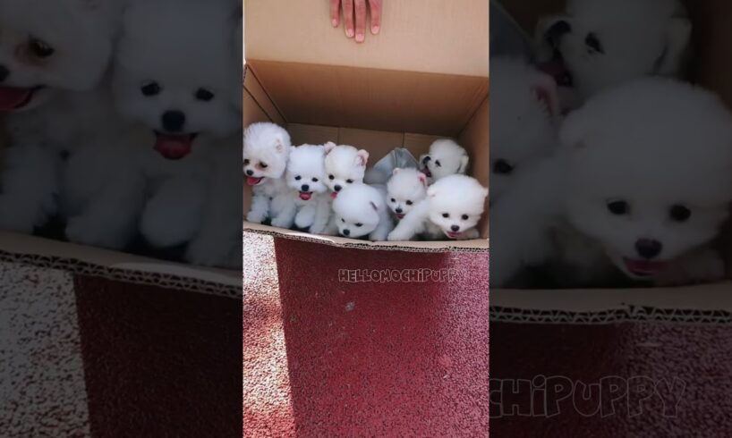 cute puppies funny moment cute overload ❤️#hellomochi #dog #bichon