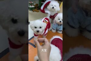 cute puppies funny moment cute overload ❤️#hellomochi #dog #bichon