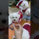 cute puppies funny moment cute overload ❤️#hellomochi #dog #bichon