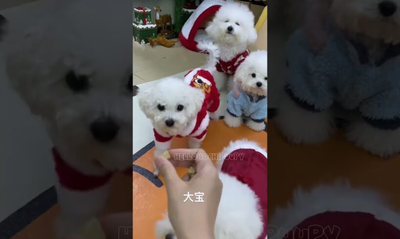 cute puppies funny moment cute overload ❤️#hellomochi #dog #bichon