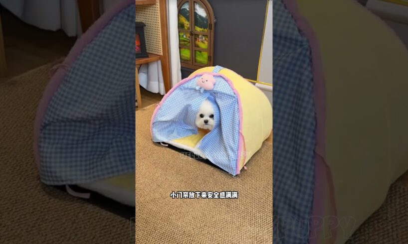 cute puppies funny moment cute overload ❤️#hellomochi #dog #bichon