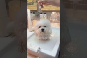 cute puppies funny moment cute overload ❤️#hellomochi #dog #bichon