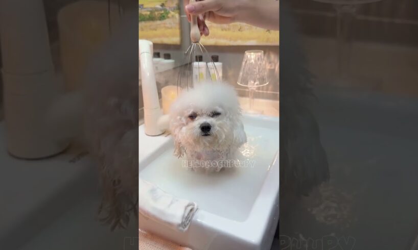 cute puppies funny moment cute overload ❤️#hellomochi #dog #bichon