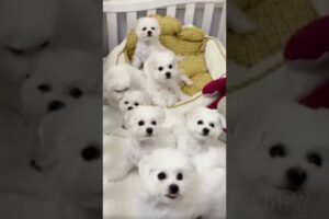 cute puppies funny moment cute overload ❤️#hellomochi #dog #bichon