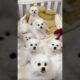 cute puppies funny moment cute overload ❤️#hellomochi #dog #bichon