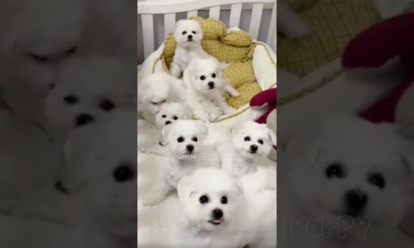 cute puppies funny moment cute overload ❤️#hellomochi #dog #bichon