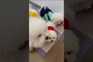 cute puppies funny moment cute overload ❤️#hellomochi #dog #bichon