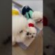 cute puppies funny moment cute overload ❤️#hellomochi #dog #bichon