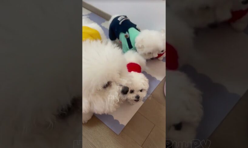 cute puppies funny moment cute overload ❤️#hellomochi #dog #bichon