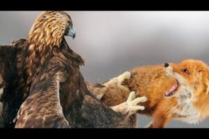 7 Unbelievable Animal Fights with Surprising Winners!