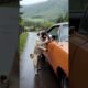 A dog's heroic act saves a car driver from danger #dog #rescue #shorts