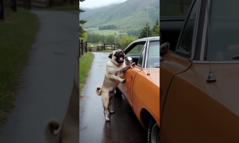 A dog's heroic act saves a car driver from danger #dog #rescue #shorts