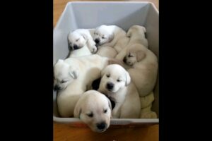 A pack of cute puppies #dogs #puppies #doglover #cutedog #babydog #puppy #dog #dogvideos