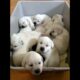 A pack of cute puppies #dogs #puppies #doglover #cutedog #babydog #puppy #dog #dogvideos