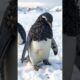 A penguin injured by millions of barnacles was successfully rescued #shorts #shortfeed