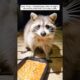 A trapped raccoon entered a house seeking help and then ...