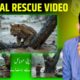 AI Animal Rescue Videos | How This Faceless AI Channel Made $632K in 3 Months