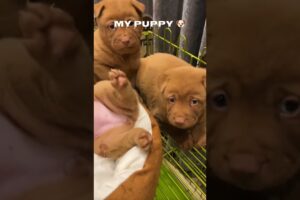 🐶 Adorable Puppies Compilation That Will Melt Your Heart | Cute Puppy Videos #puppy #puppy #puppy