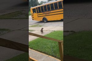 Adorable Puppy Welcomes Kid Home From School!