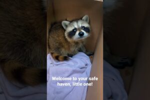 Adorable baby raccoon meets rescuer! A day in the life of a Wildlife Rehabber. #Shorts