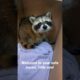 Adorable baby raccoon meets rescuer! A day in the life of a Wildlife Rehabber. #Shorts