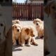 Adorable cute puppies #puppy #puppies #dog #cutedog #cuteanimals #youtubeshorts #shorts