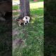 Adorable puppies at play #cute #puppies