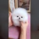 Ah! I faintes because it was so cute!!! A cute puppy.😆❣️❣️