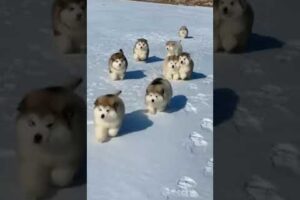 Alaskan Malamute puppies first time playing and running in the snow | #shorts #malamute #puppy