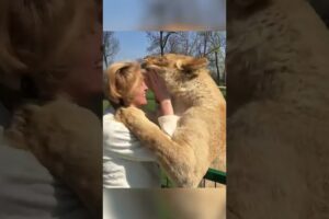 Amazing Lions Reunite with Woman!