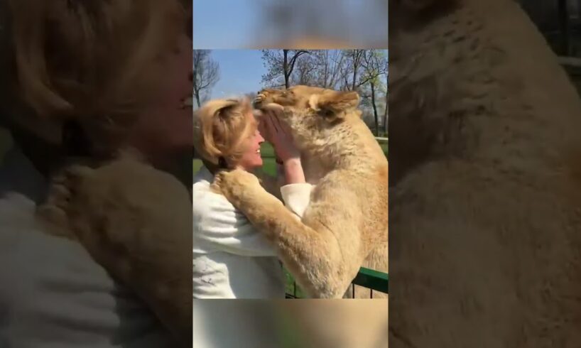 Amazing Lions Reunite with Woman!