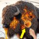 American BISON Covered in Millions of Barnacles & Parasites Bee Saved by Heroic Rescue Team rescue.