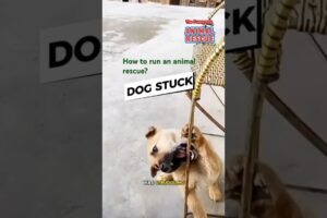 Animal Rescue I How to run dog rescue #dog #animalrescue #dogrescue #shorts