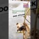 Animal Rescue I How to run dog rescue #dog #animalrescue #dogrescue #shorts