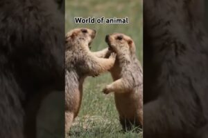 Animal fights  like free boxers#animal #animals