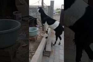 Animals video 🍎🍎G Goats 🐐🐐🐐 Om-nom-nom Bakri Story 😁 #goat #youtube