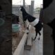 Animals video 🍎🍎G Goats 🐐🐐🐐 Om-nom-nom Bakri Story 😁 #goat #youtube