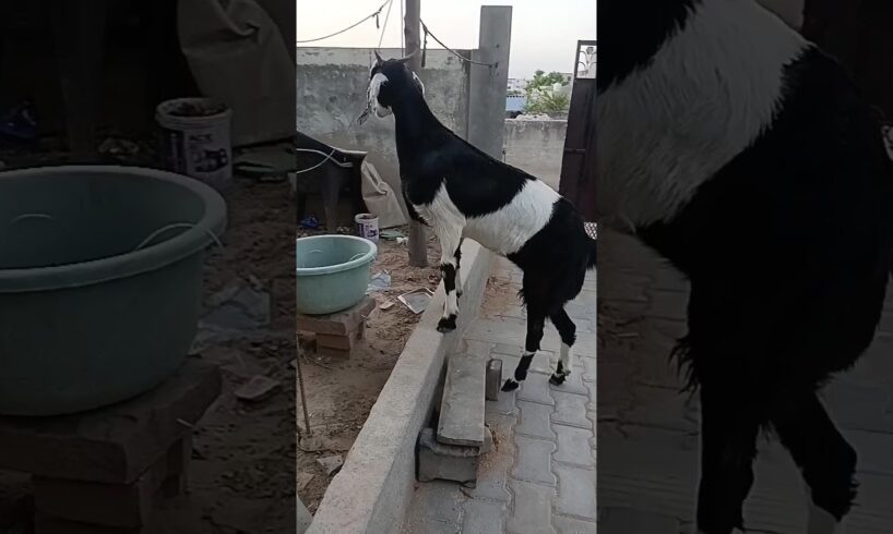 Animals video 🍎🍎G Goats 🐐🐐🐐 Om-nom-nom Bakri Story 😁 #goat #youtube