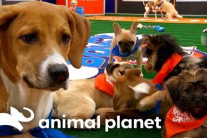 BEST Puppy Pile-up Moments! | Puppy Bowl | Animal Planet