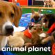 BEST Puppy Pile-up Moments! | Puppy Bowl | Animal Planet